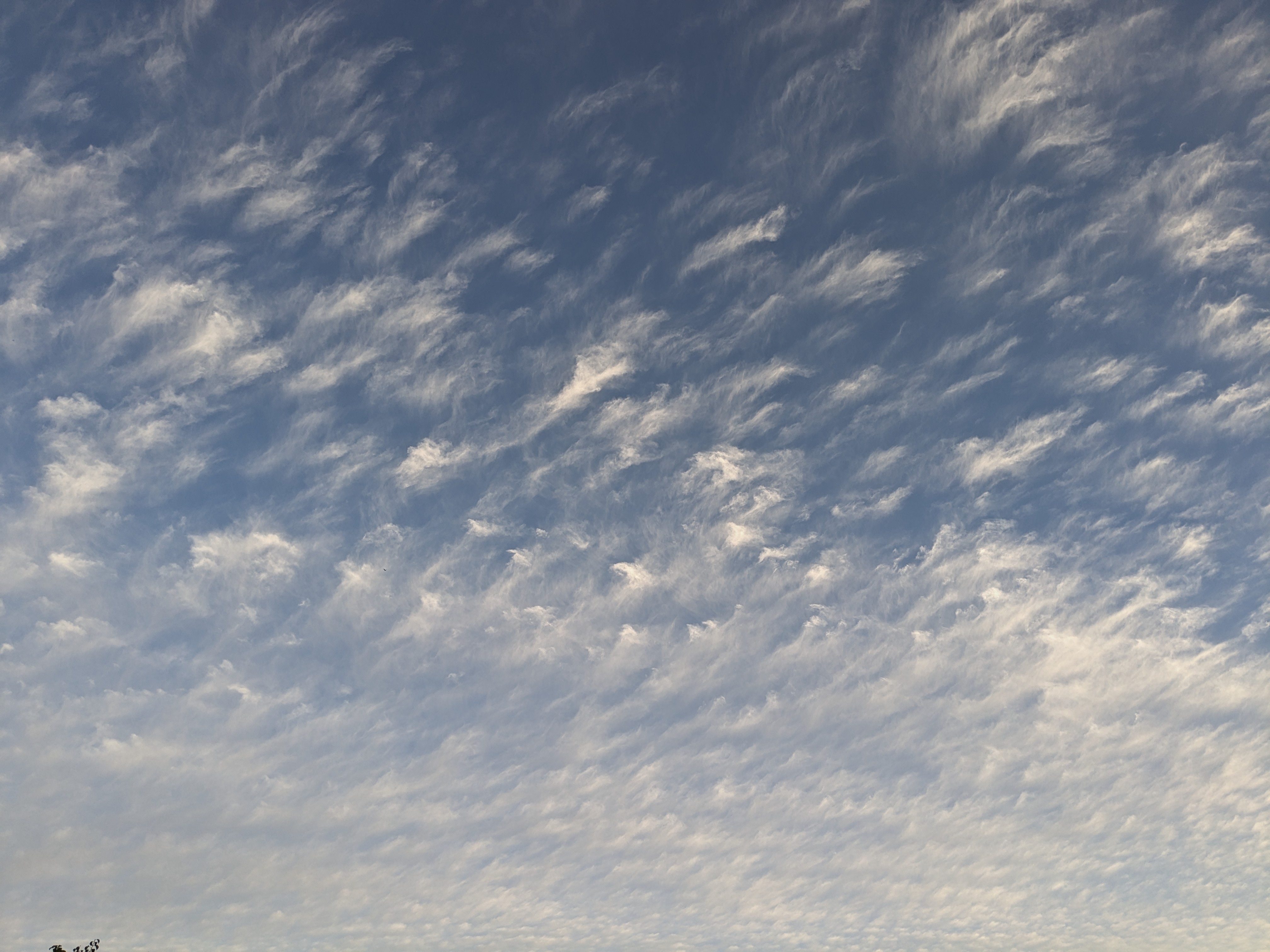 Virga curtains over flat farmland